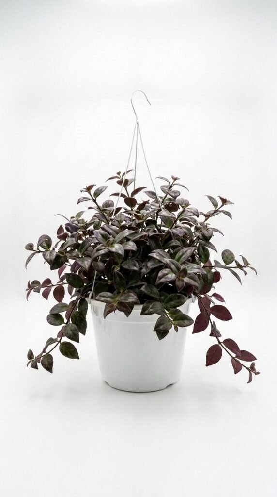 Aeschynanthus Lipstick Black Pagoda 6" HB
