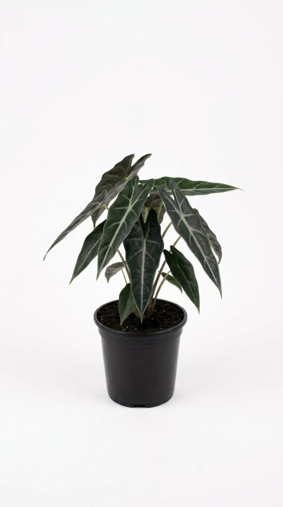 Alocasia Azlani 4"