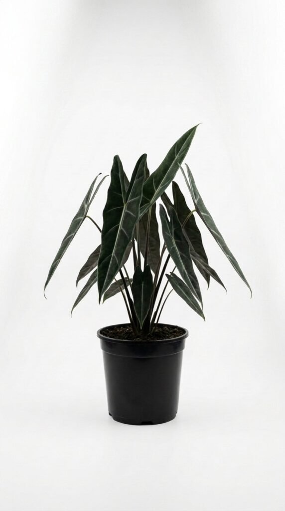 Alocasia Black Satun (longiloba) - 4"