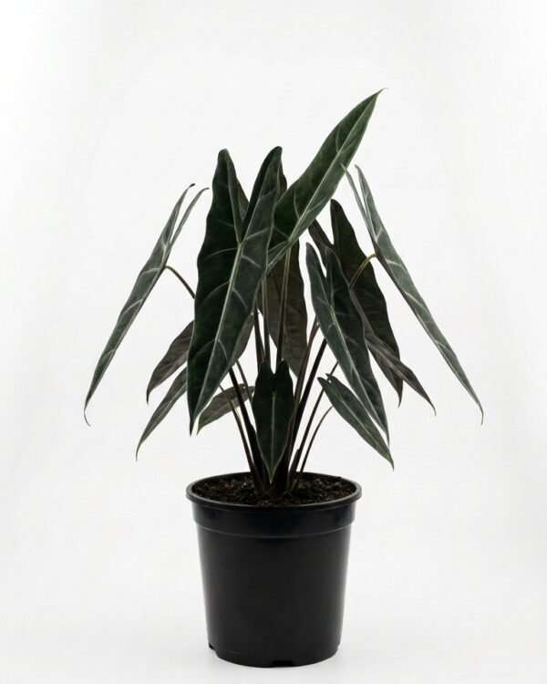 Alocasia Black Satun (longiloba) – 6″