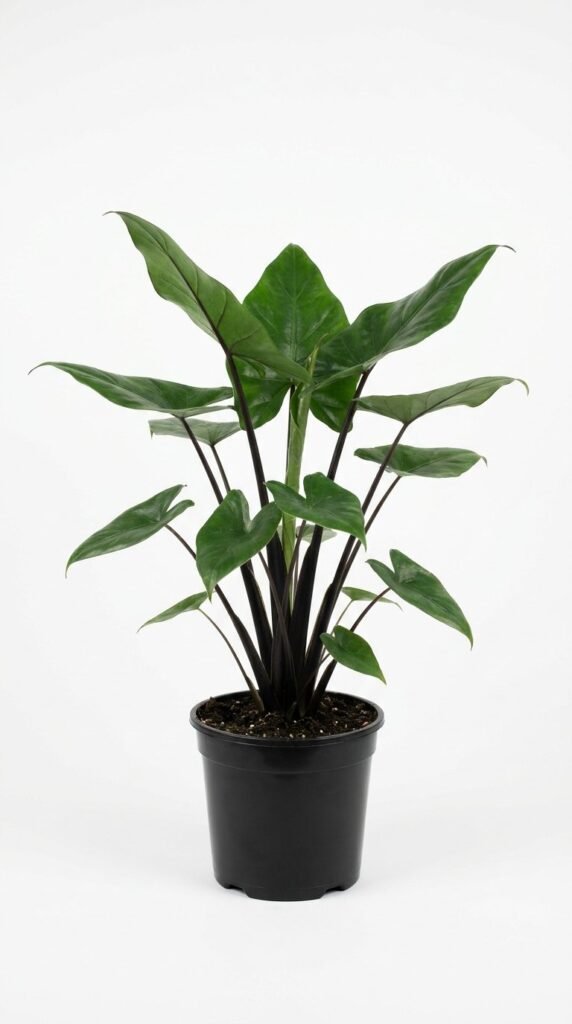 Alocasia Black Stem - 6”