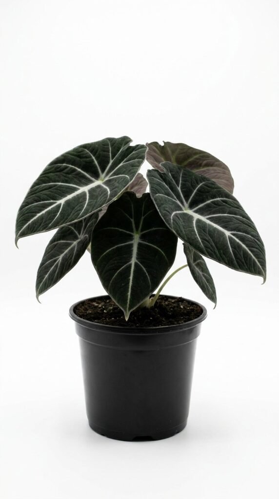 Alocasia Black Velvet (reginula) - 6”