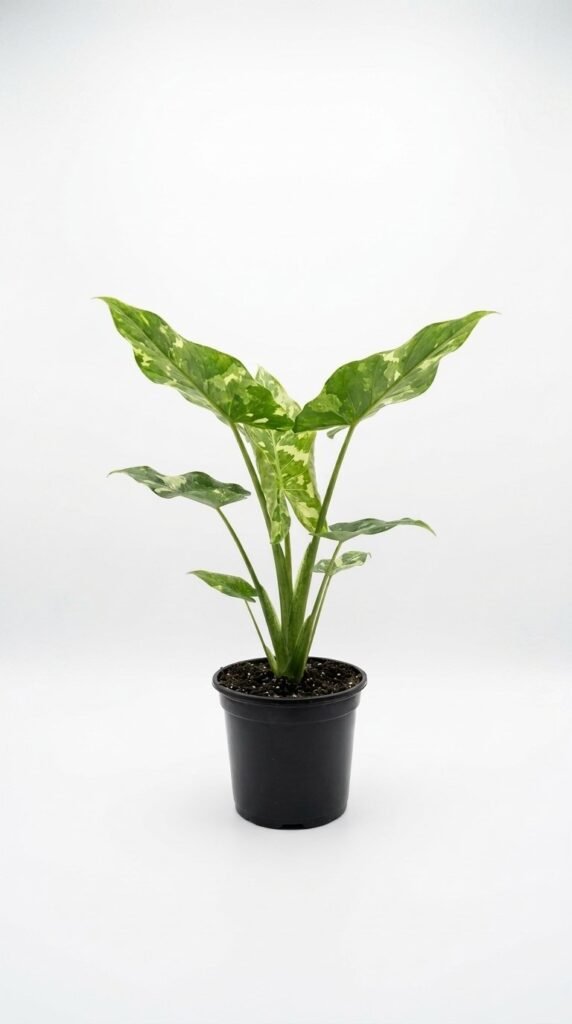 Alocasia Camouflage (macrorrhiza) - 4"