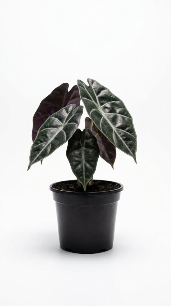 Alocasia Chantrieri - 4"