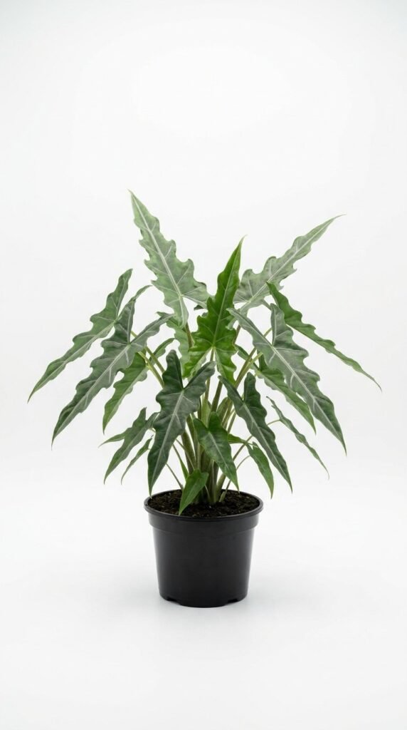 Alocasia Dragon's Tooth (longiloba) - 6”