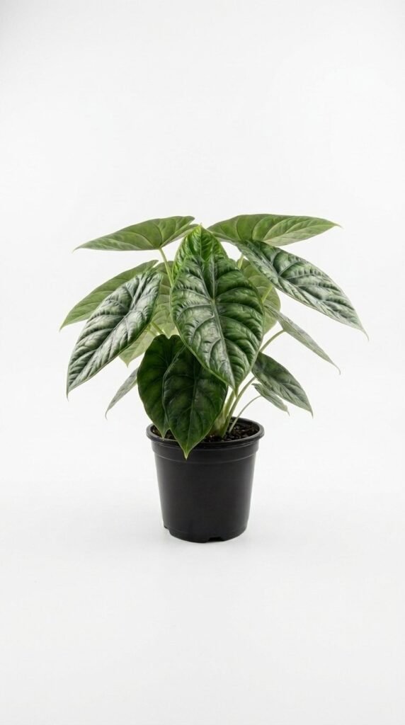 Alocasia Green Unicorn - 4"