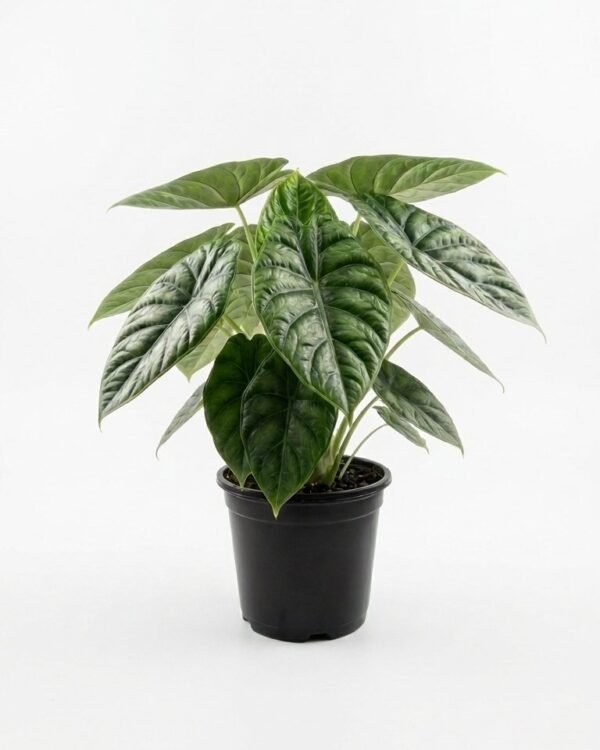 Alocasia Green Unicorn – 4″