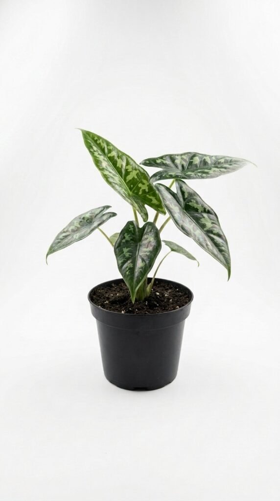 Alocasia heterophylla  Shattered Glass - 4"
