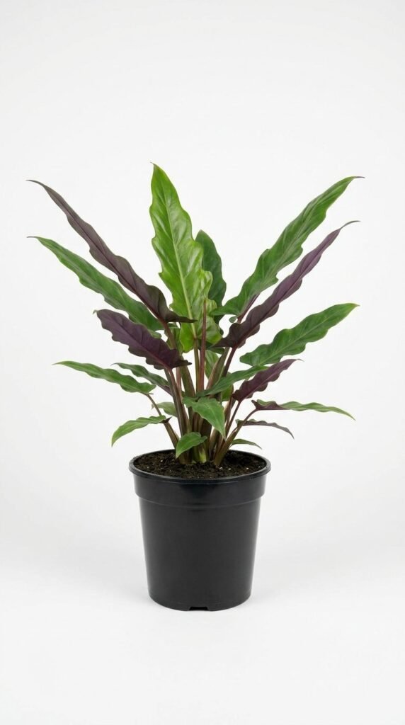 Alocasia lauterbachiana - 6”