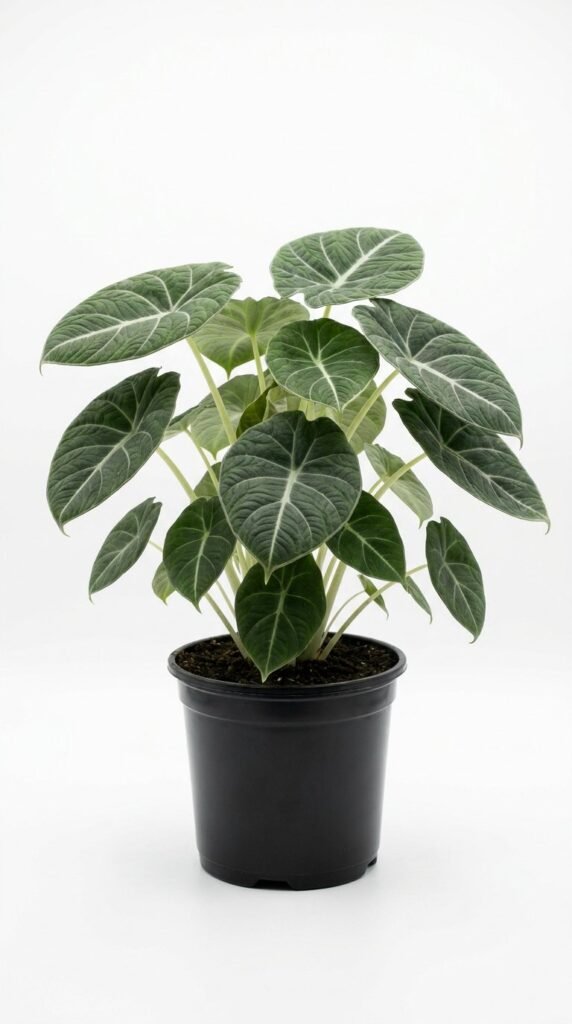 Alocasia London Eye 6"