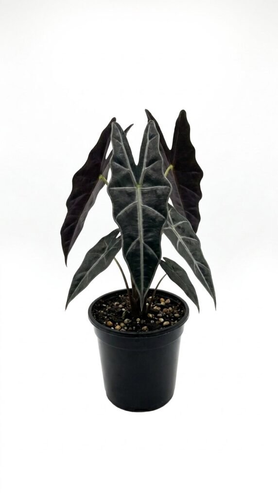 Alocasia longiloba Black Cobra 4"