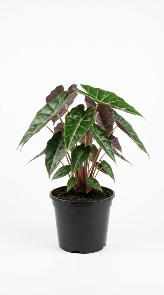 Alocasia Morocco - 6”