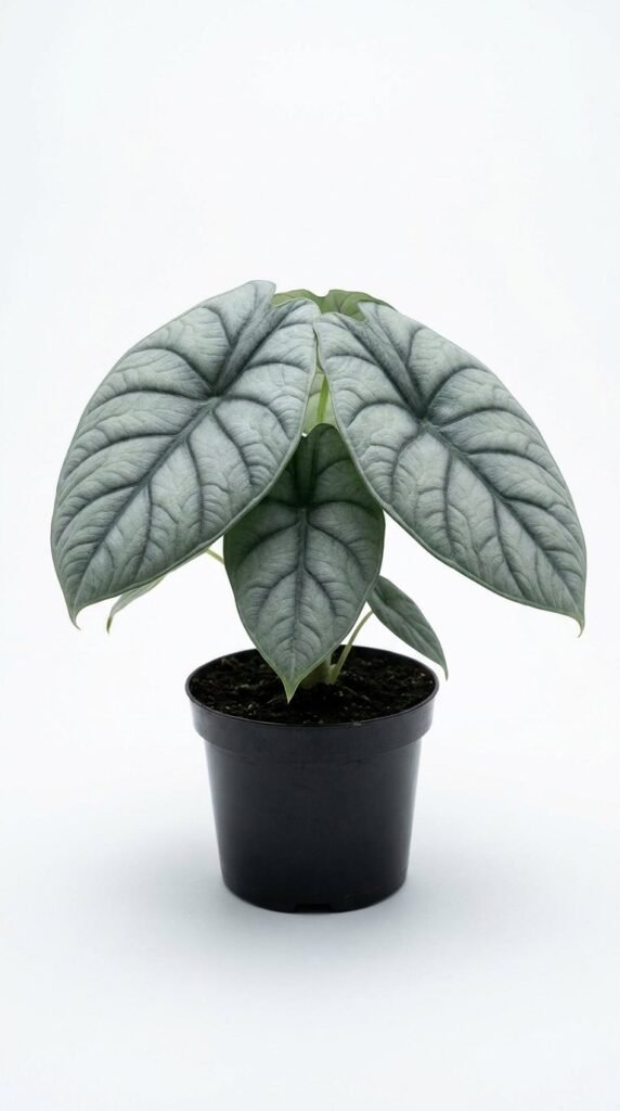 Alocasia nebula Imperialis - 4"