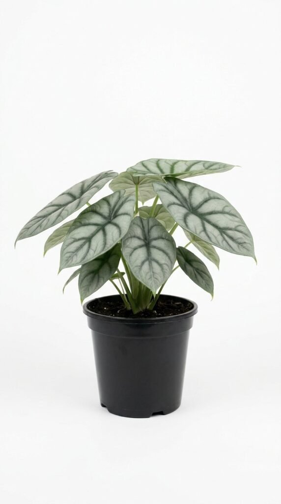 Alocasia Platinum - 4”