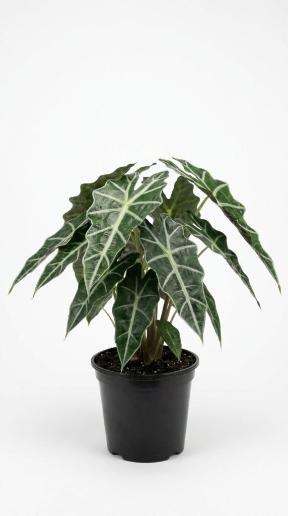 Alocasia Polly (amazonica) - 6”