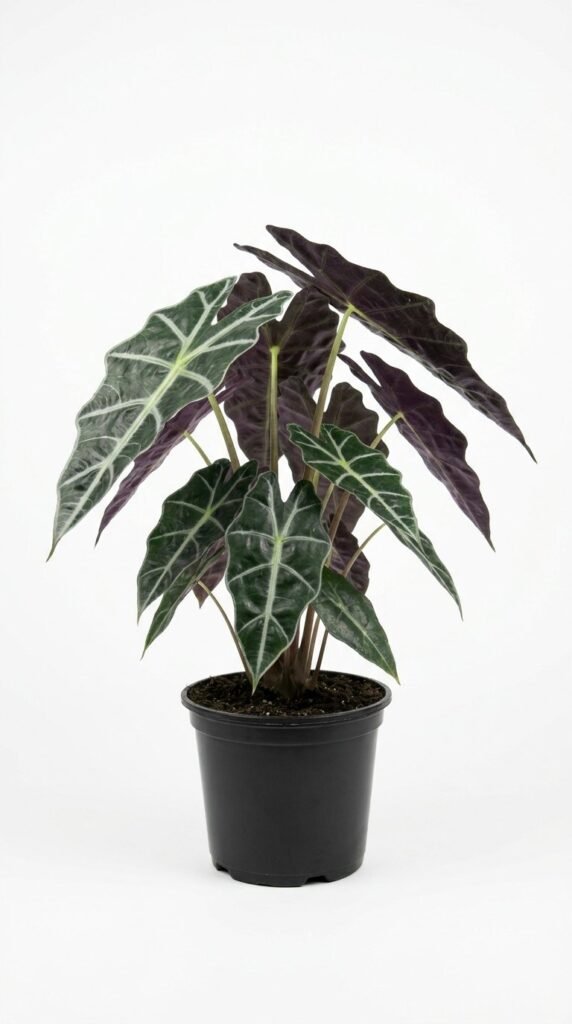 Alocasia Purpley (amazonica) - 6”