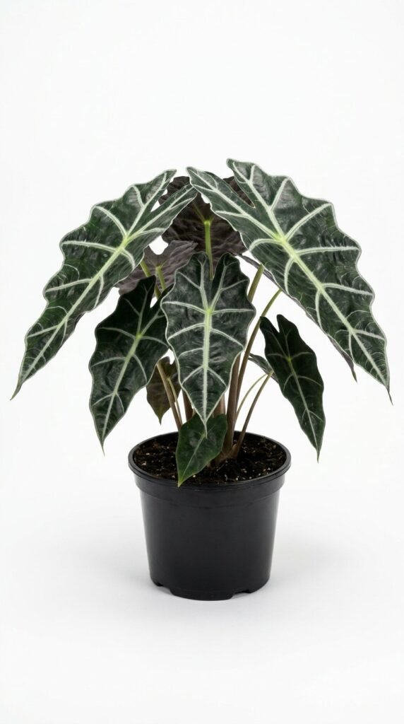 Alocasia sanderiana nobilis - 6"