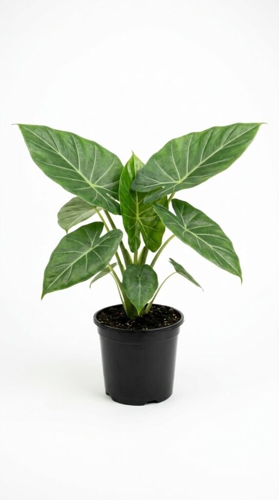 Alocasia Sedenii - 4"