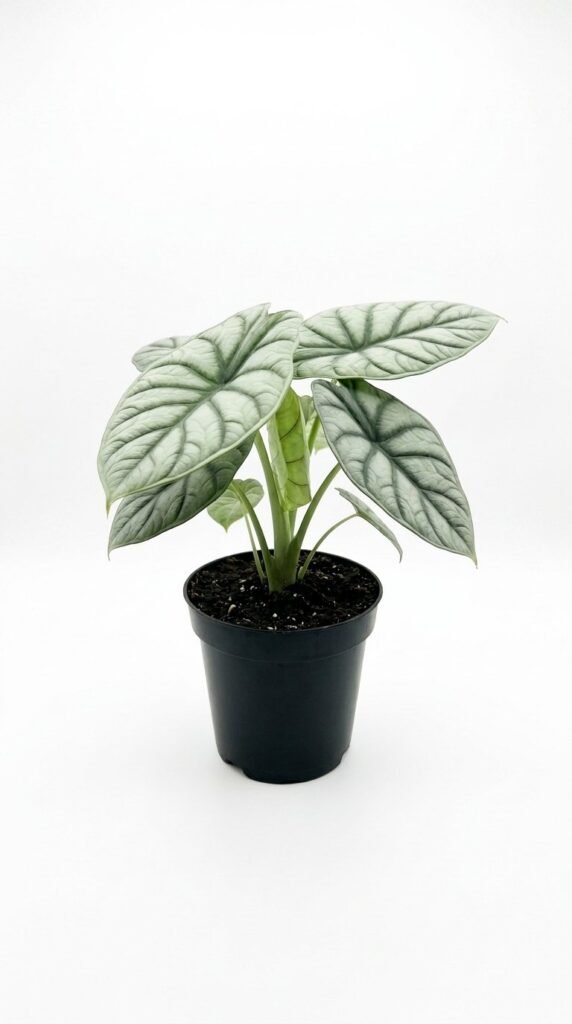 Alocasia Silver Dragon (baginda) - 4”