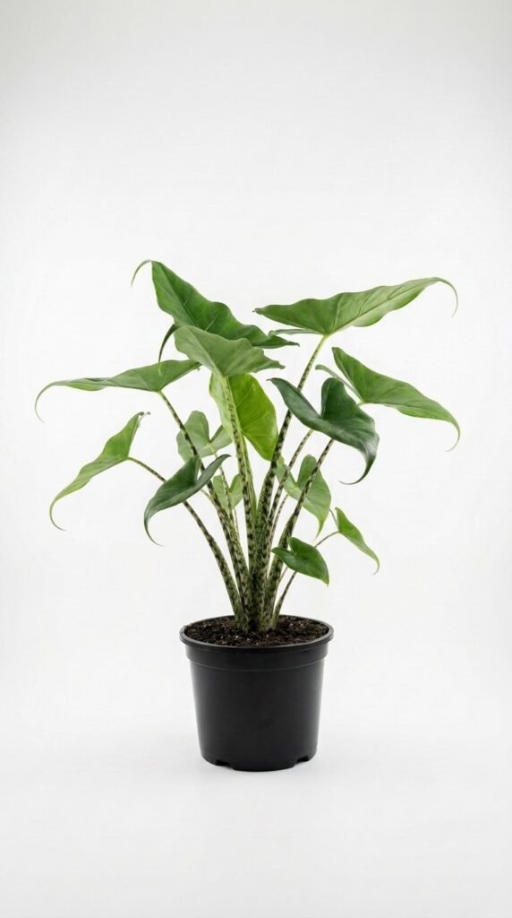 Alocasia Stingray - 6”
