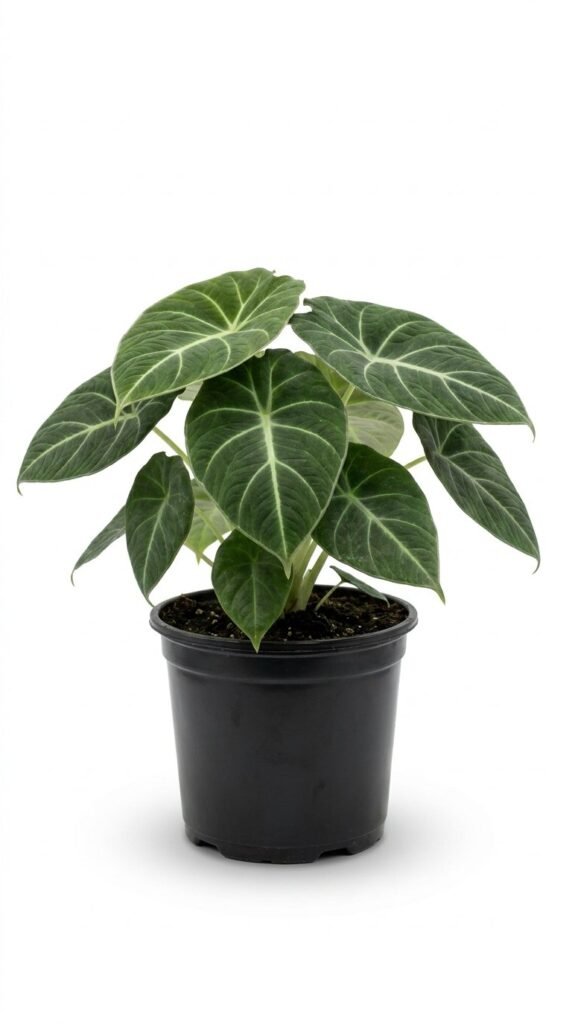 Alocasia Velvet Elvis (micholitziana) - 6"
