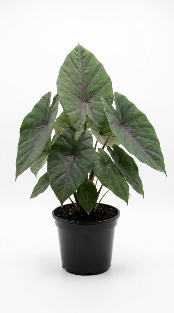 Alocasia Watsoniana Doff (purple vein) - 4"