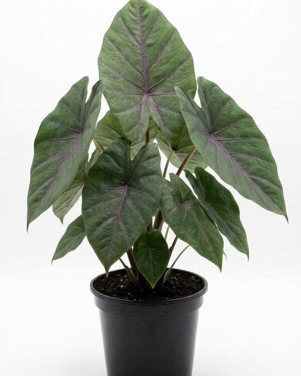 Alocasia Watsoniana Doff (purple vein) – 6″