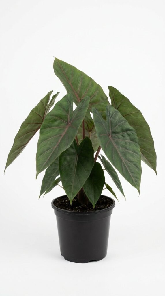 Alocasia Watsoniana Red Vein (longiloba) - 4"