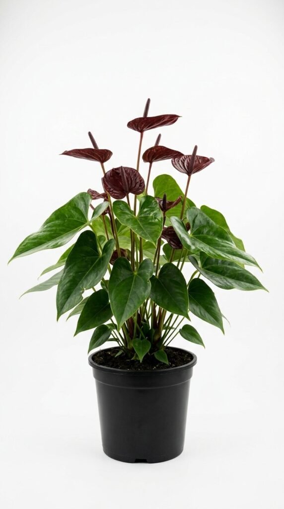 Anthurium Aramon - 6”