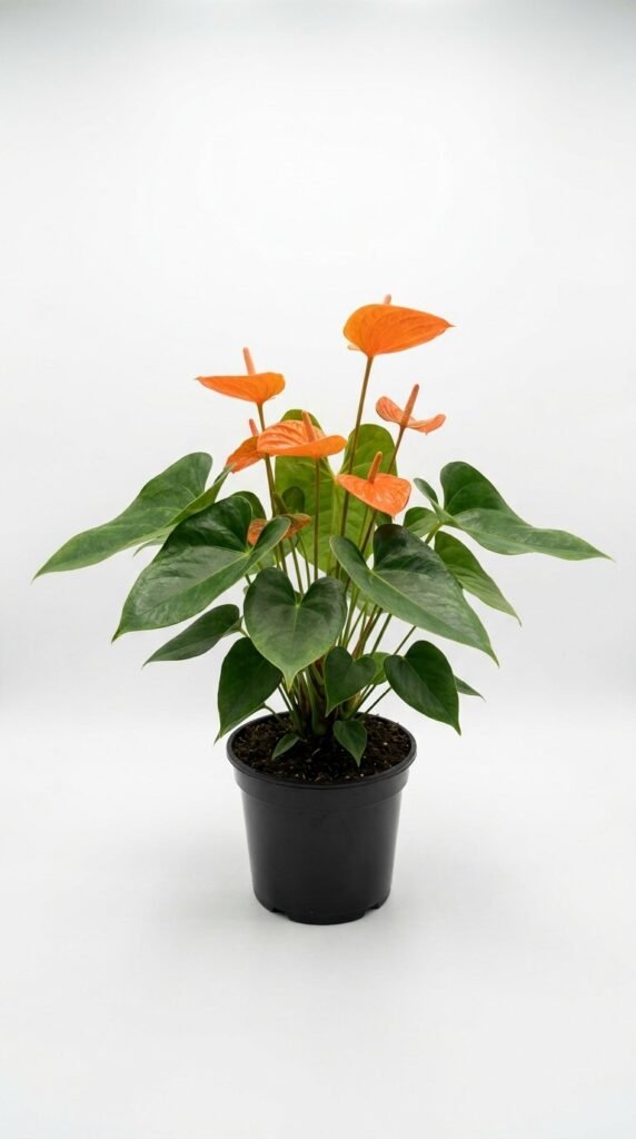 Anthurium Aren't You Orange - 6”
