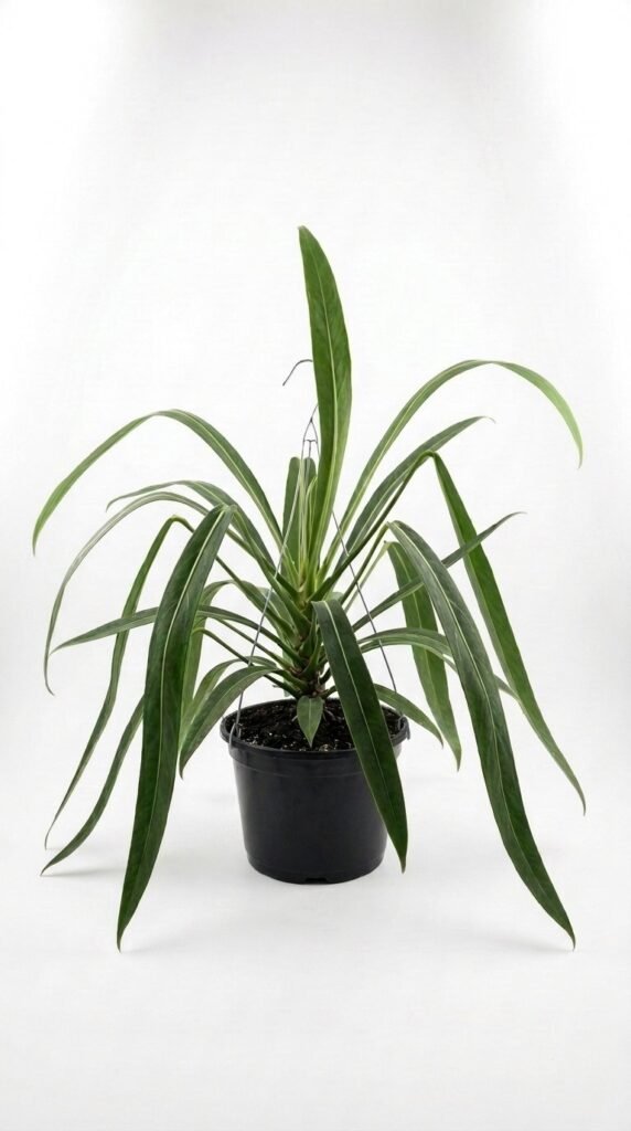 Anthurium Bakeri - 6" HB