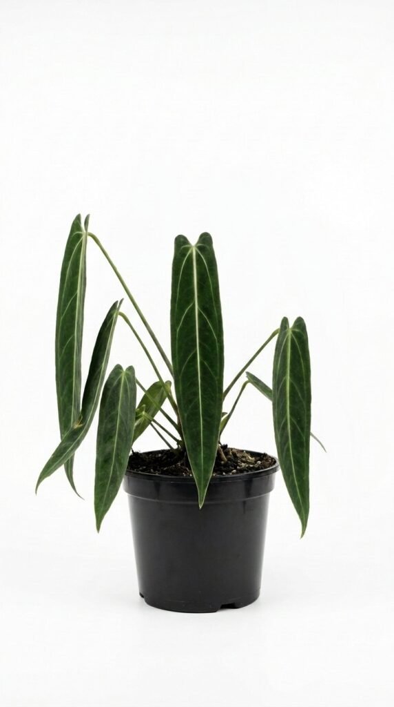 Anthurium besseae AFF x besseae AFF - 6"