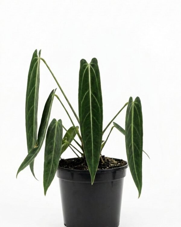 Anthurium besseae AFF x besseae AFF – 6″