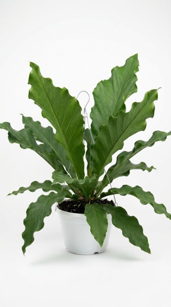 Anthurium Big Bill - 4”