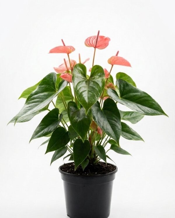 Anthurium Coral Champion – 4″