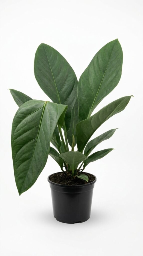 Anthurium faustomirandae (Faustinos Giant) - 6"