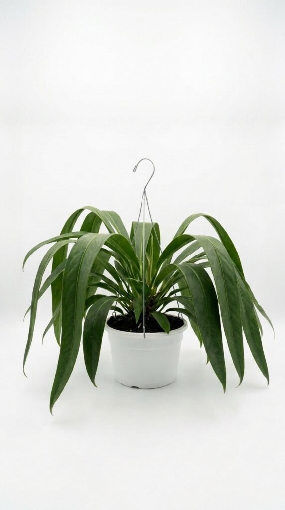 Anthurium fornicifolium - 6" HB
