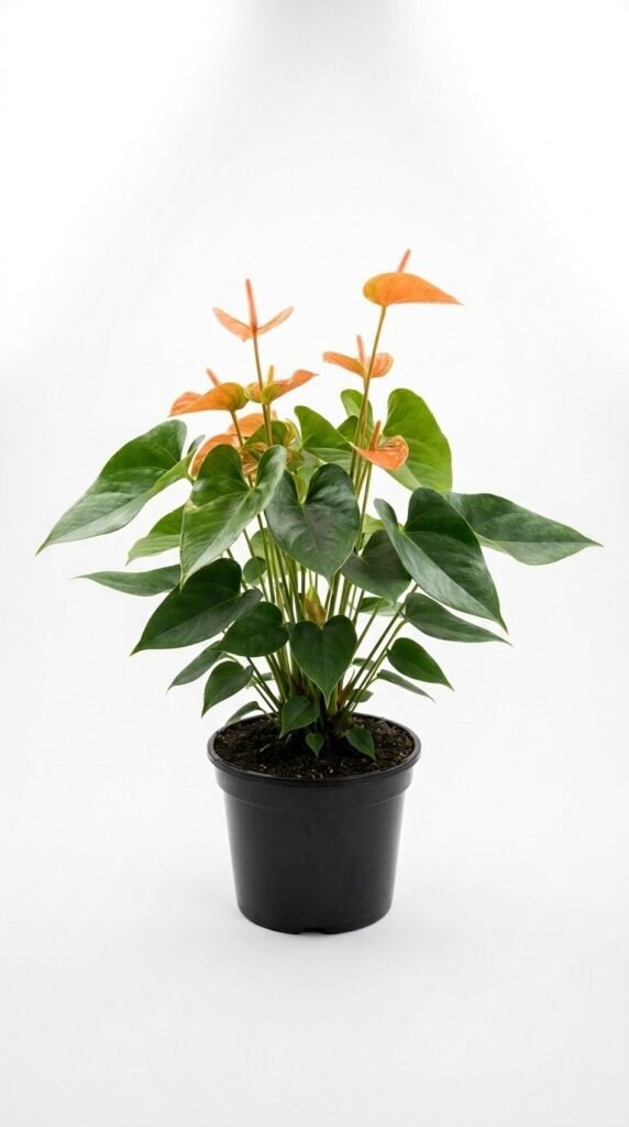 Anthurium Livium Orange - 6”