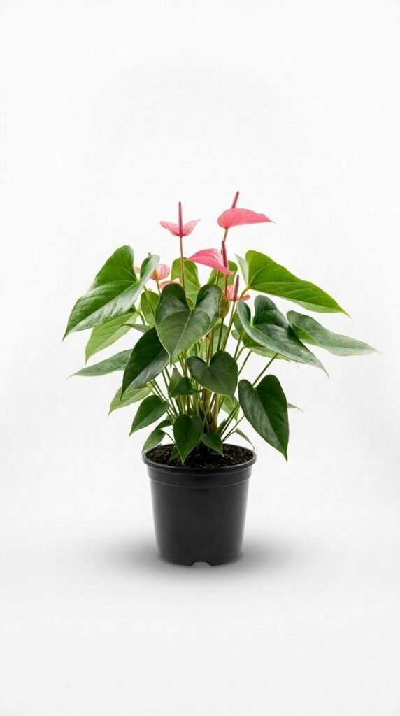 Anthurium Maine - 6”