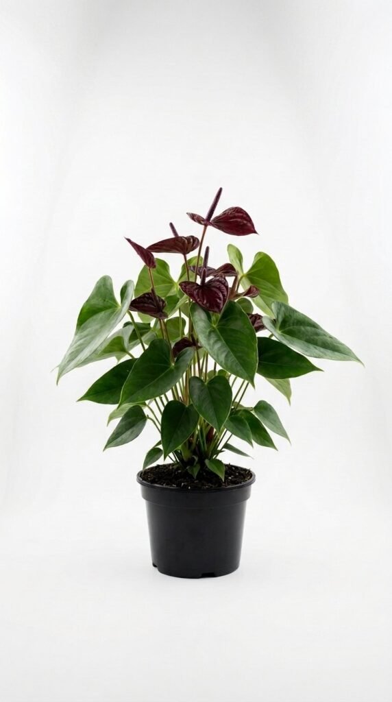 Anthurium Mystique - 6"