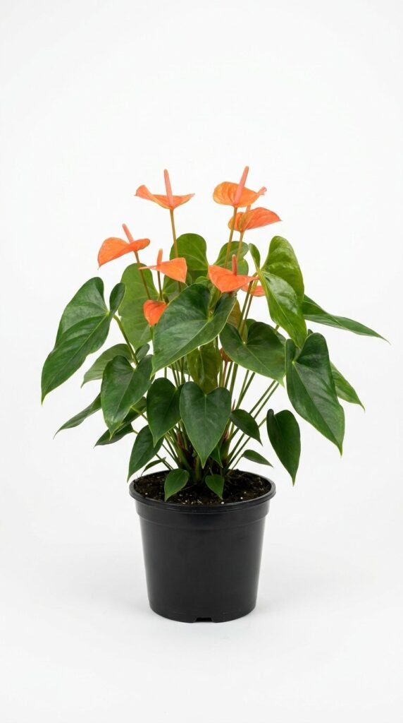 Anthurium Nebraska - 6”