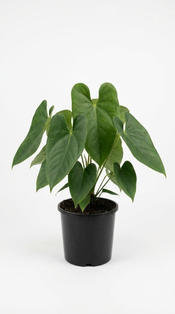 Anthurium Queen of Hearts - 6” + Tags