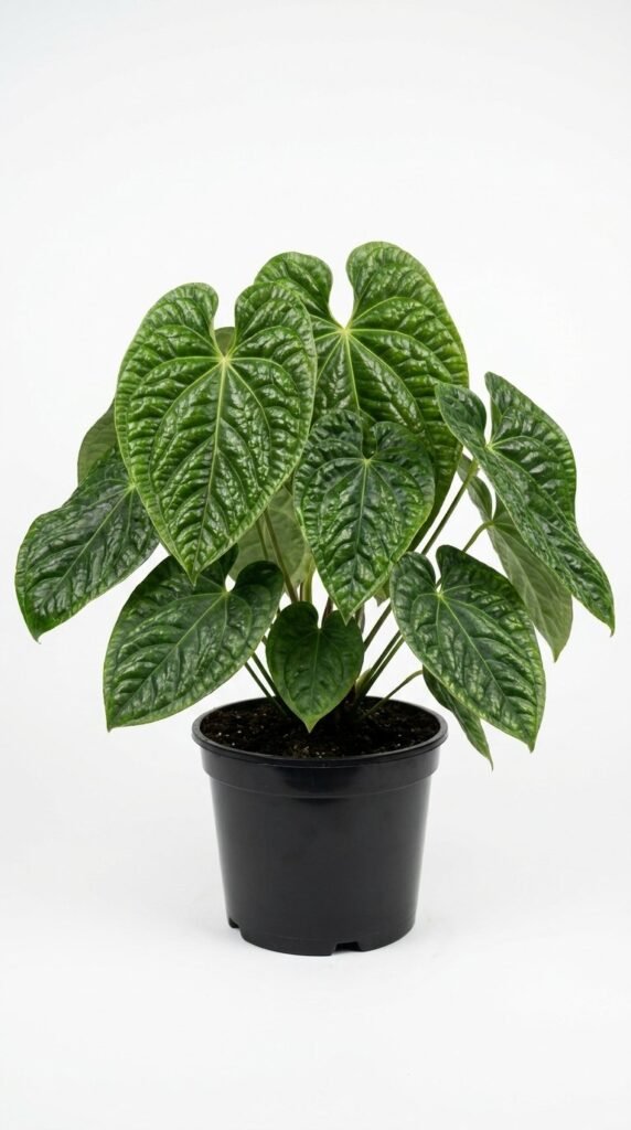 Anthurium radicans x luxurians - 6” (Quilted Hearts)