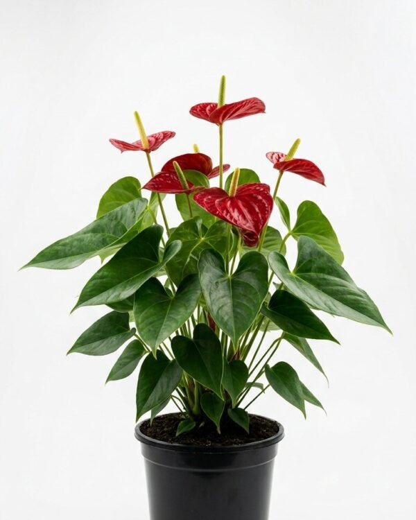 Anthurium Red Heart – 6”
