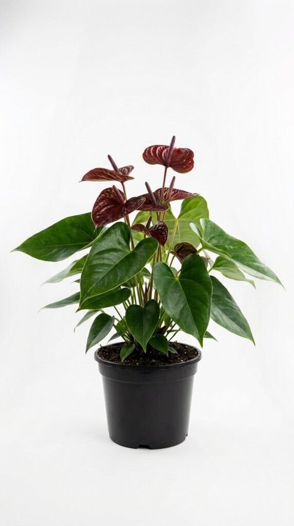 Anthurium Sempre - 6”