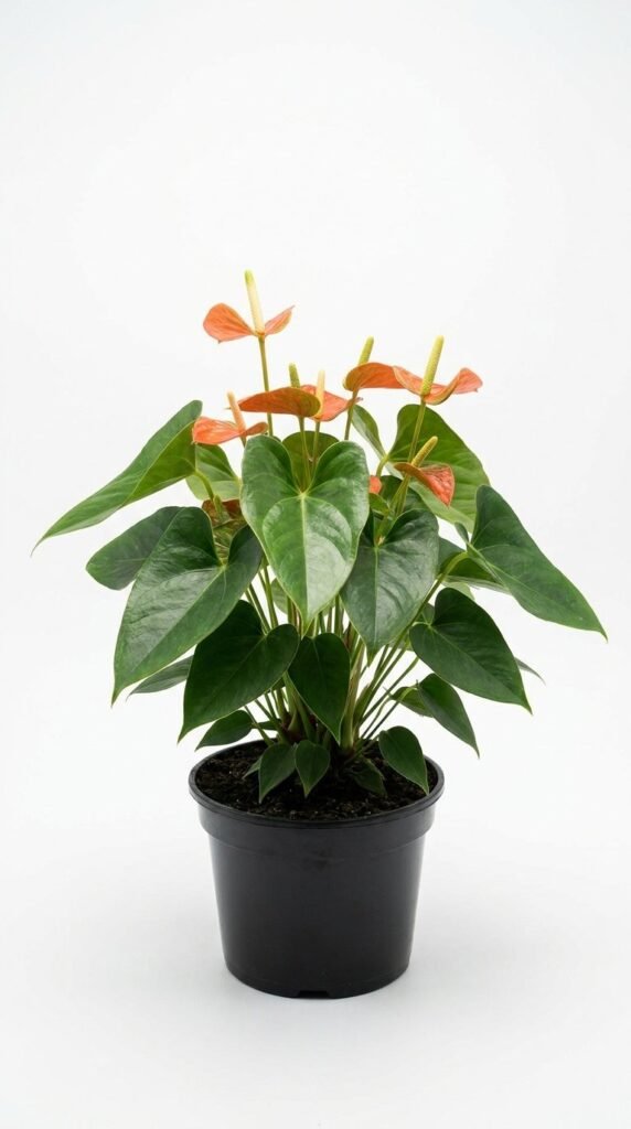 Anthurium Sierra - 4"