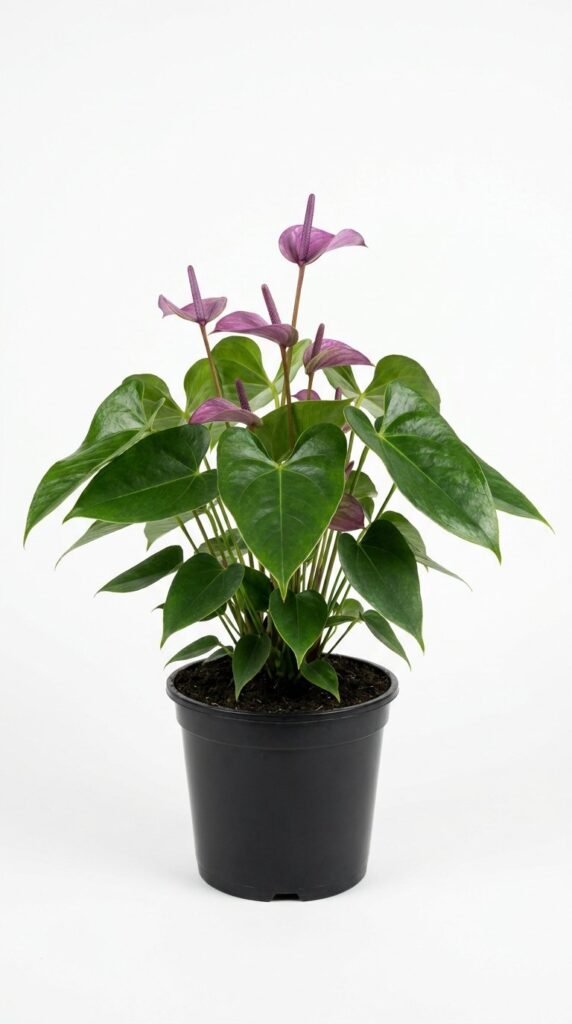 Anthurium Utah - 6”