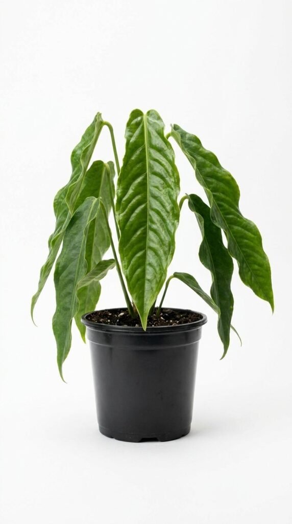Anthurium veitchii King - 4”
