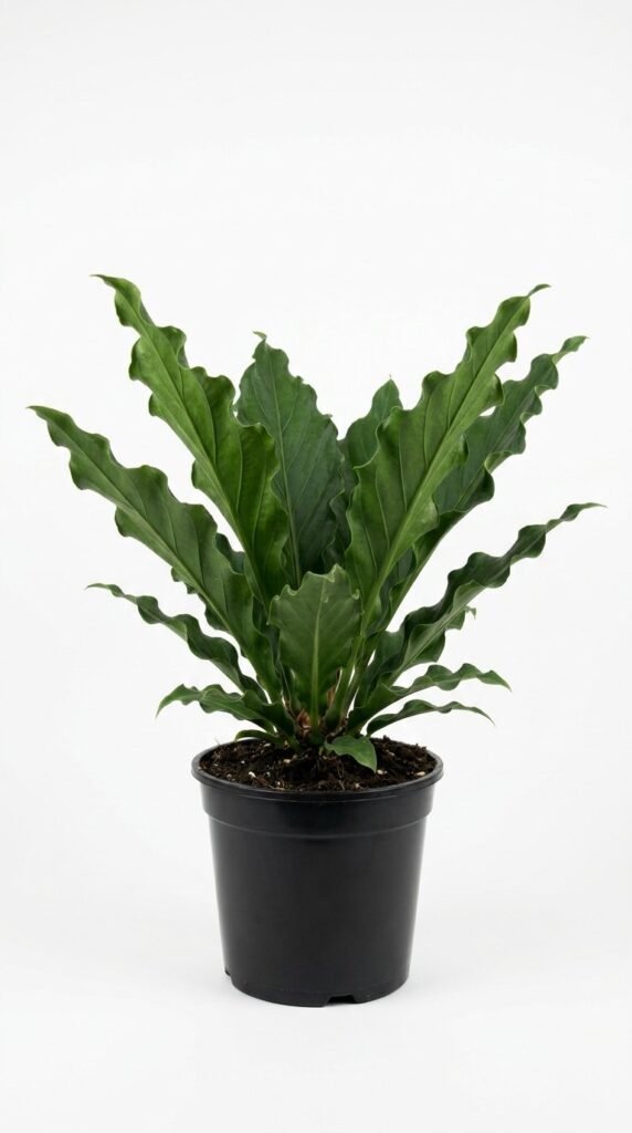 Anthurium Water Dragon - 10”