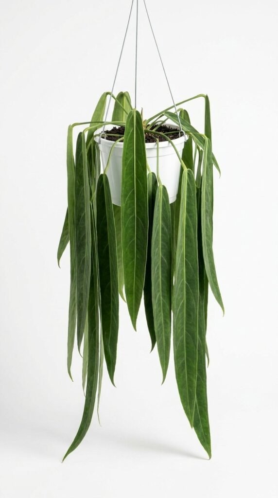 Anthurium wendlingeri - 6" HB